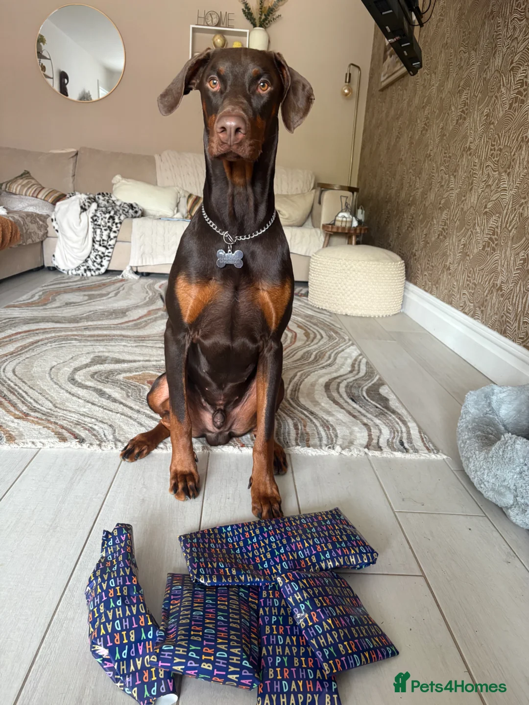 Dobermann dogs for sale: 1 year old Doberman for sale - Advert 2
