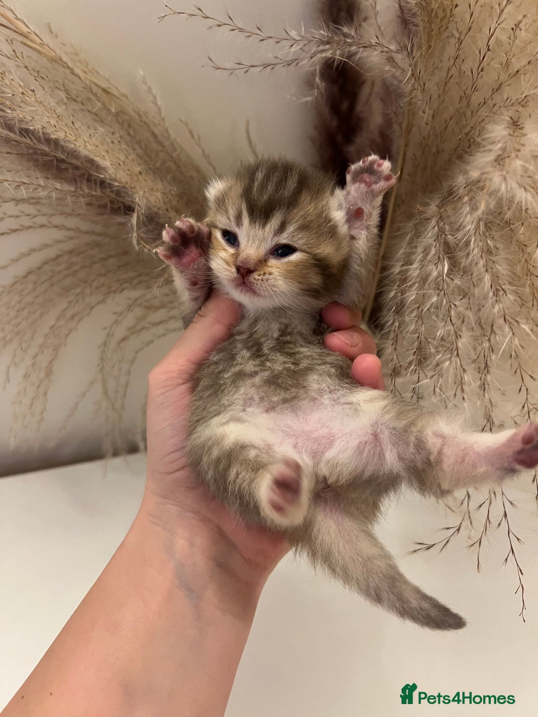 British Shorthair cats for sale:  Beautiful British Shorthair Kittens Available 🐾 - Advert 2