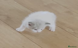 Mixed Breed cats for sale: 4 beautiful boys looking for their forever homes - Image 7