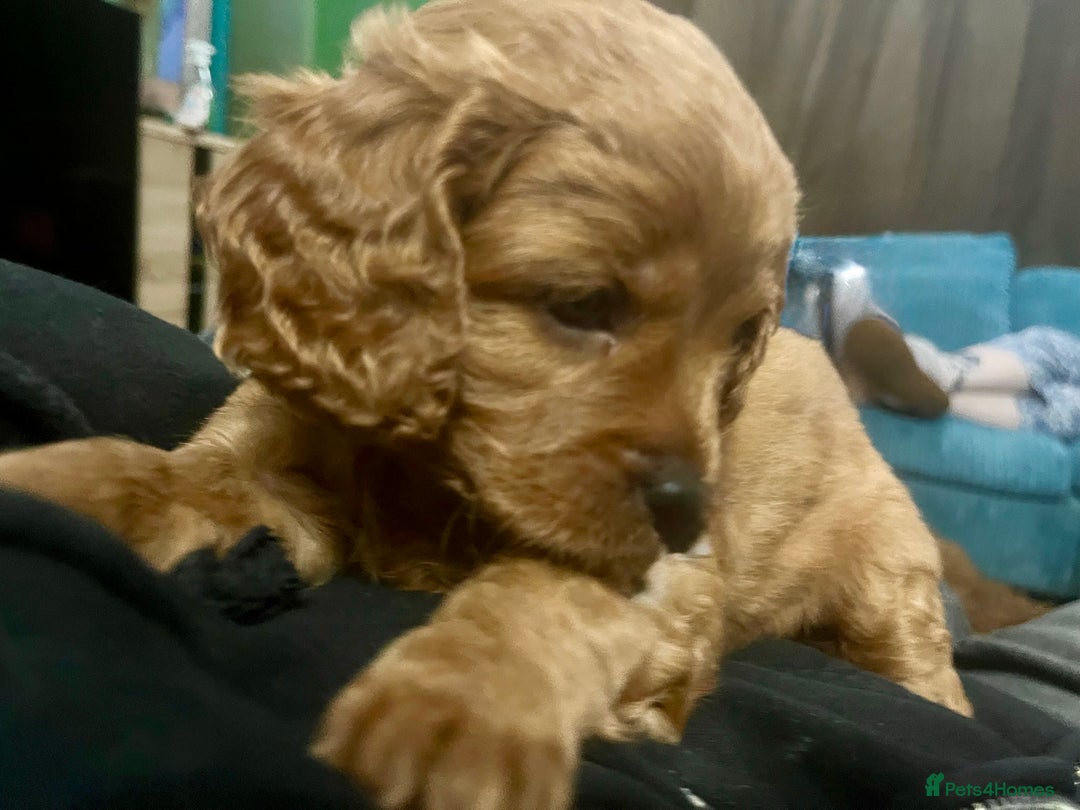 Cavapoo dogs for sale: Gorgeous Red Cavapoo Puppies - Image 17