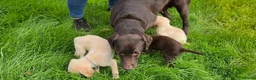 Labrador Retriever dogs for sale: 3 fantastic Pedigrre Lab pups for sale - Advert 5