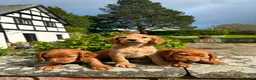 Cocker Spaniel dogs for sale: Pure Bred Red Cocker Spaniel Pups in Leominster - Advert 3