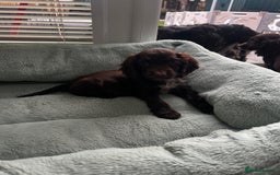 Cocker Spaniel dogs for sale: Show cocker spaniels  - Image 4