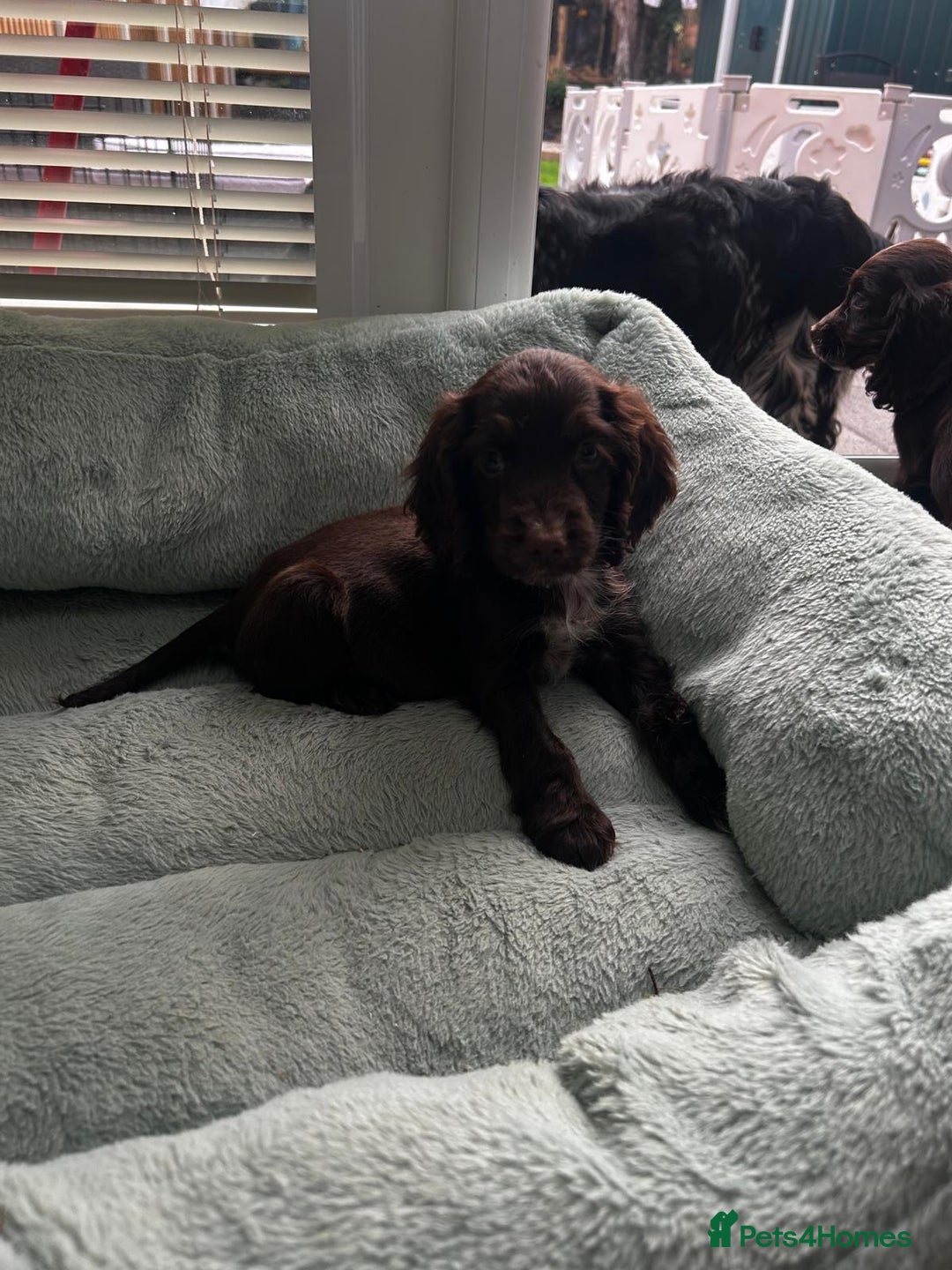 Cocker Spaniel dogs for sale: Show cocker spaniels  - Image 4
