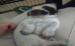 Cocker Spaniel dogs for sale: Working cocker spaniel puppies  - Advert 5