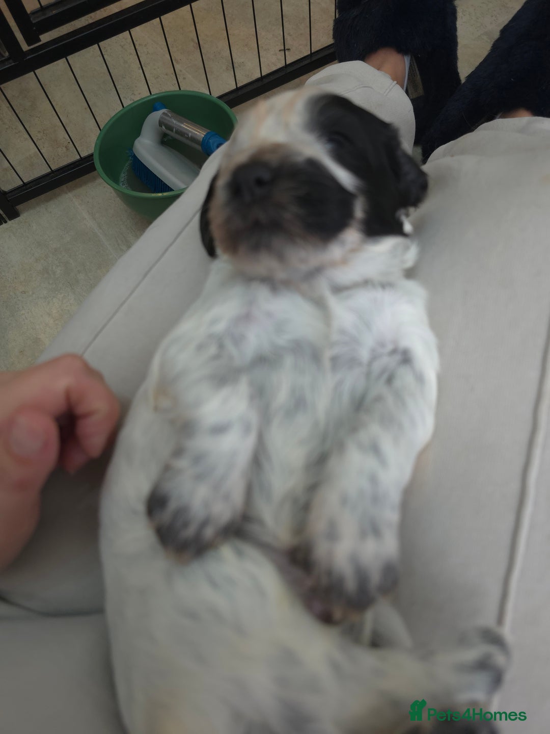 Cocker Spaniel dogs for sale: Working cocker spaniel puppies  - Advert 5