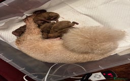 Toy Poodle dogs for sale: Red KC Toy Poodle Puppies. Ready Now!!  - Image 12