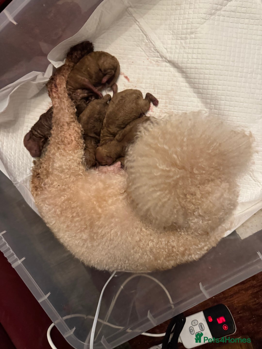 Toy Poodle dogs for sale: Red KC Toy Poodle Puppies. Ready Now!!  - Image 12