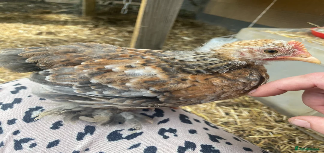 Gallery Image {{count}}