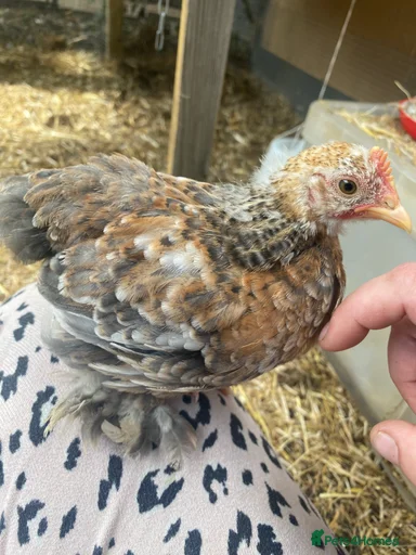 Gallery Image {{count}}