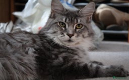 Maine Coon cats for sale: ***High Silver Shaded Kittens*** - Image 10