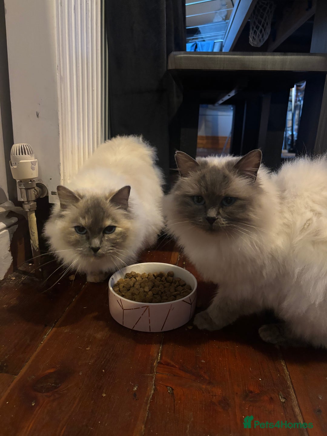 Ragdoll cats for sale: Bella GCCF Active & Luna  - Advert 12