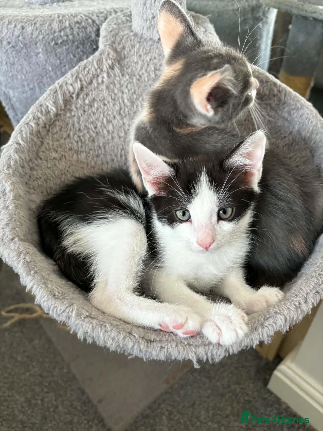Mixed Breed cats for sale: Kittens very unusual  - Advert 2