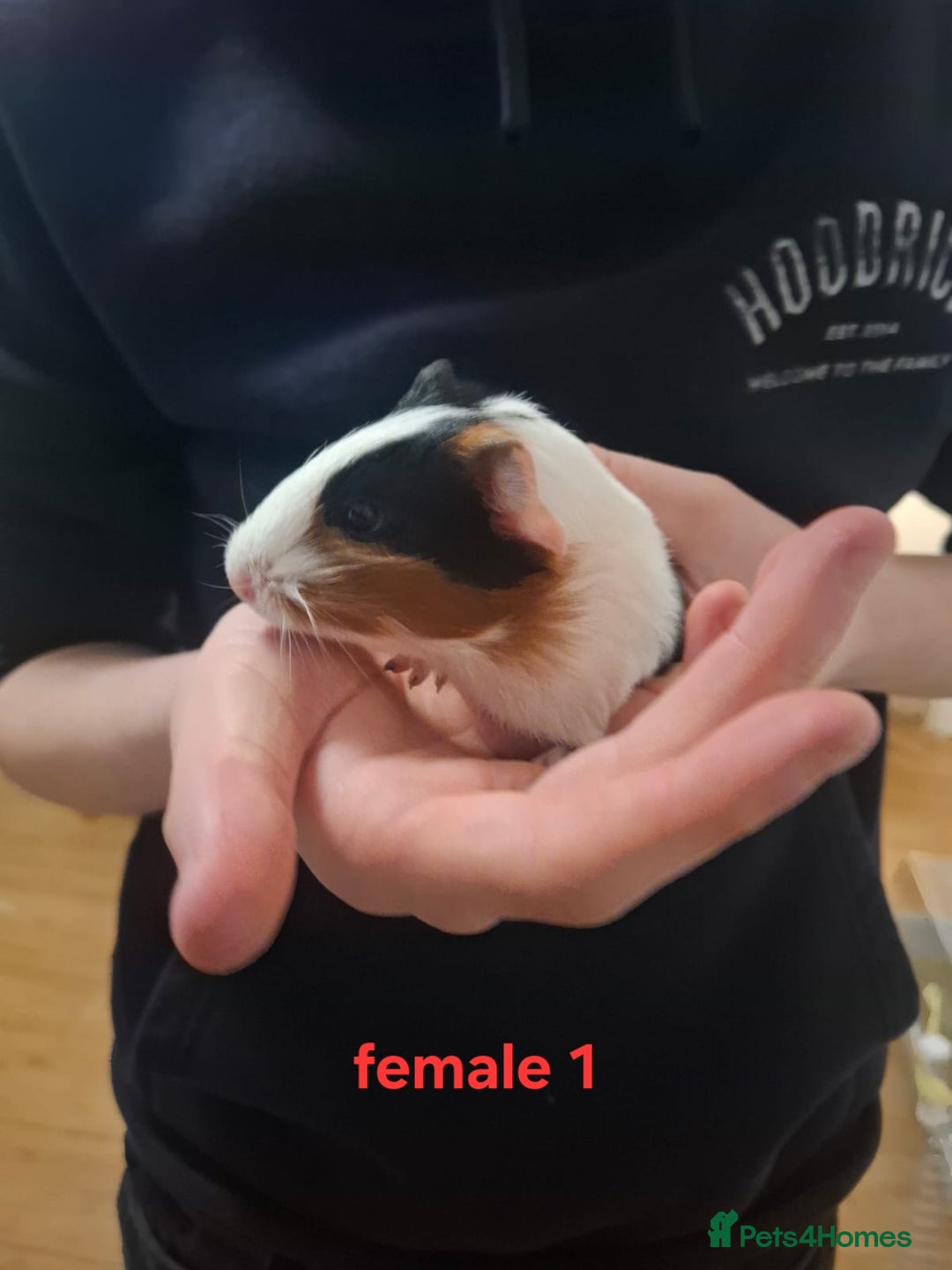 Guinea Pig rodents for sale: 13 guinea pigs mixed breed - Advert 1