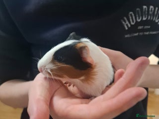 Guinea Pig rodents 13 guinea pigs mixed breed - Advert 1