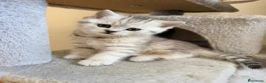 British Shorthair Kitten 2