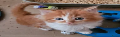 Ragcoon 1