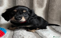 Miniature Dachshund dogs for sale: LONGHAIRED MINIATURE CREAM PUPPIES🐾🩵 - Image 14