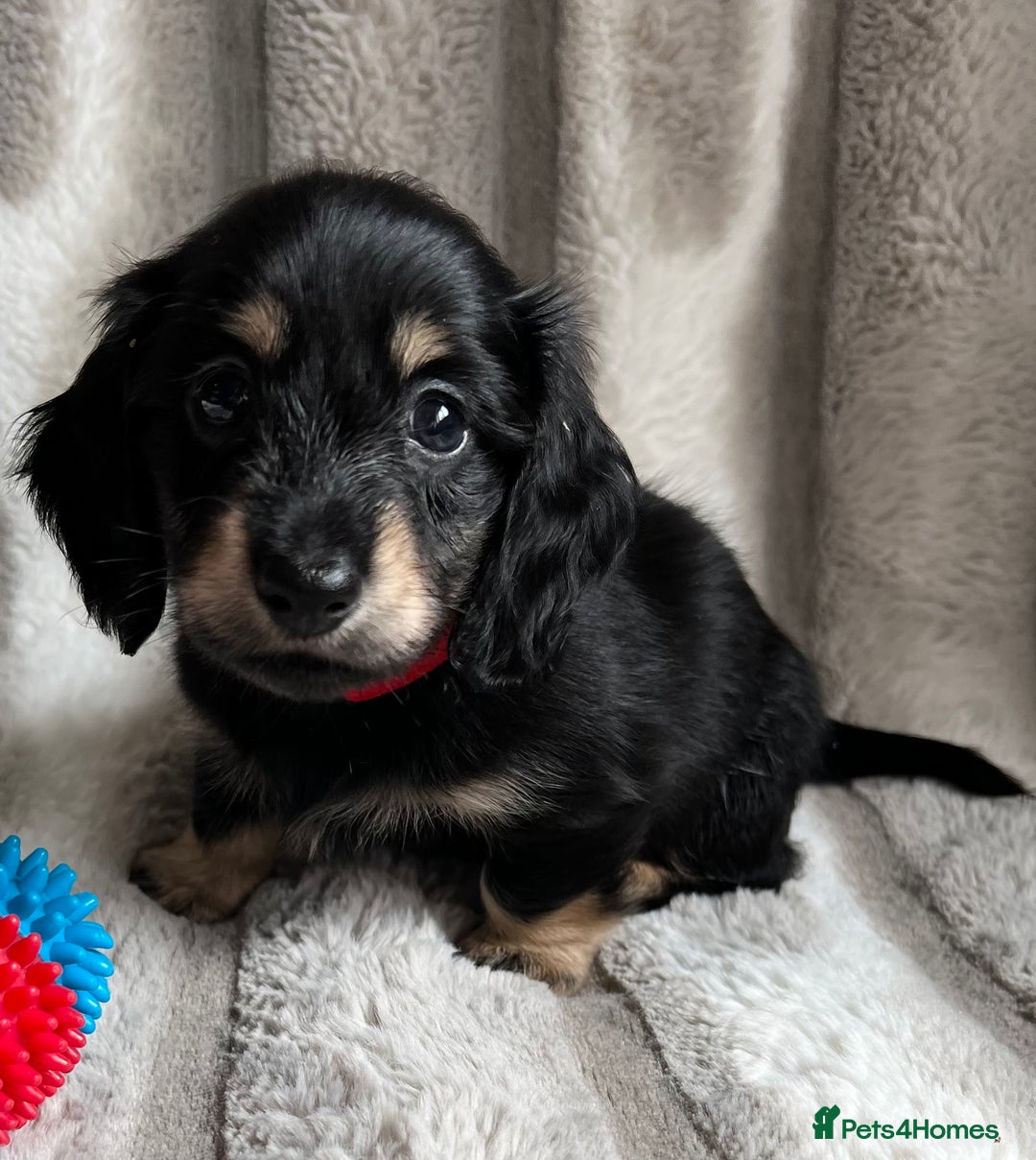 Miniature Dachshund dogs for sale: LONGHAIRED MINIATURE CREAM PUPPIES🐾🩵 - Image 14