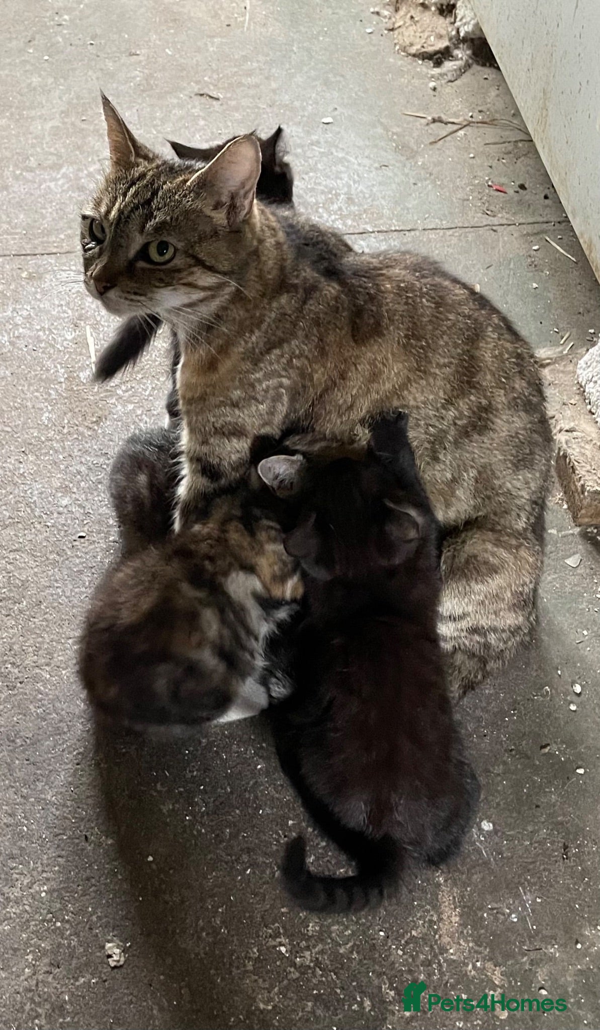 Mixed Breed cats Beautiful Persian Cross kittens - Advert 2