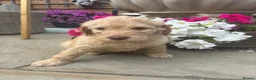 Mixed Breed dogs for sale: Stunning labradoodle puppies in Kettering - Advert 18