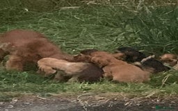 Cocker Spaniel dogs for sale: QUALITY KC SHOW COCKER SPANIEL PUPPIES - Image 8