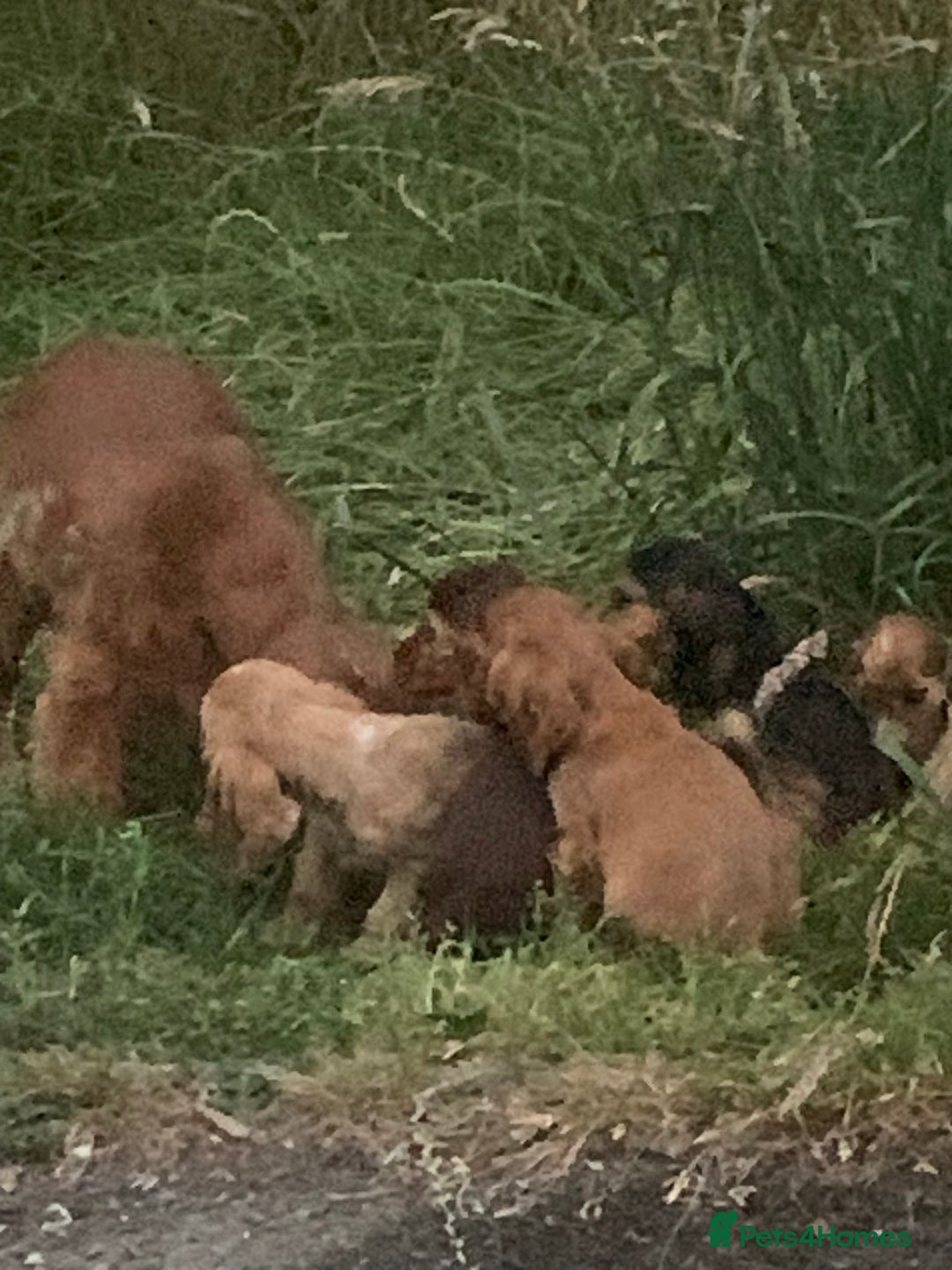 Cocker Spaniel dogs for sale: QUALITY KC SHOW COCKER SPANIEL PUPPIES - Image 8