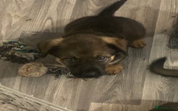 Mixed Breed dogs for sale: Mixed big family dogs  - Image 1