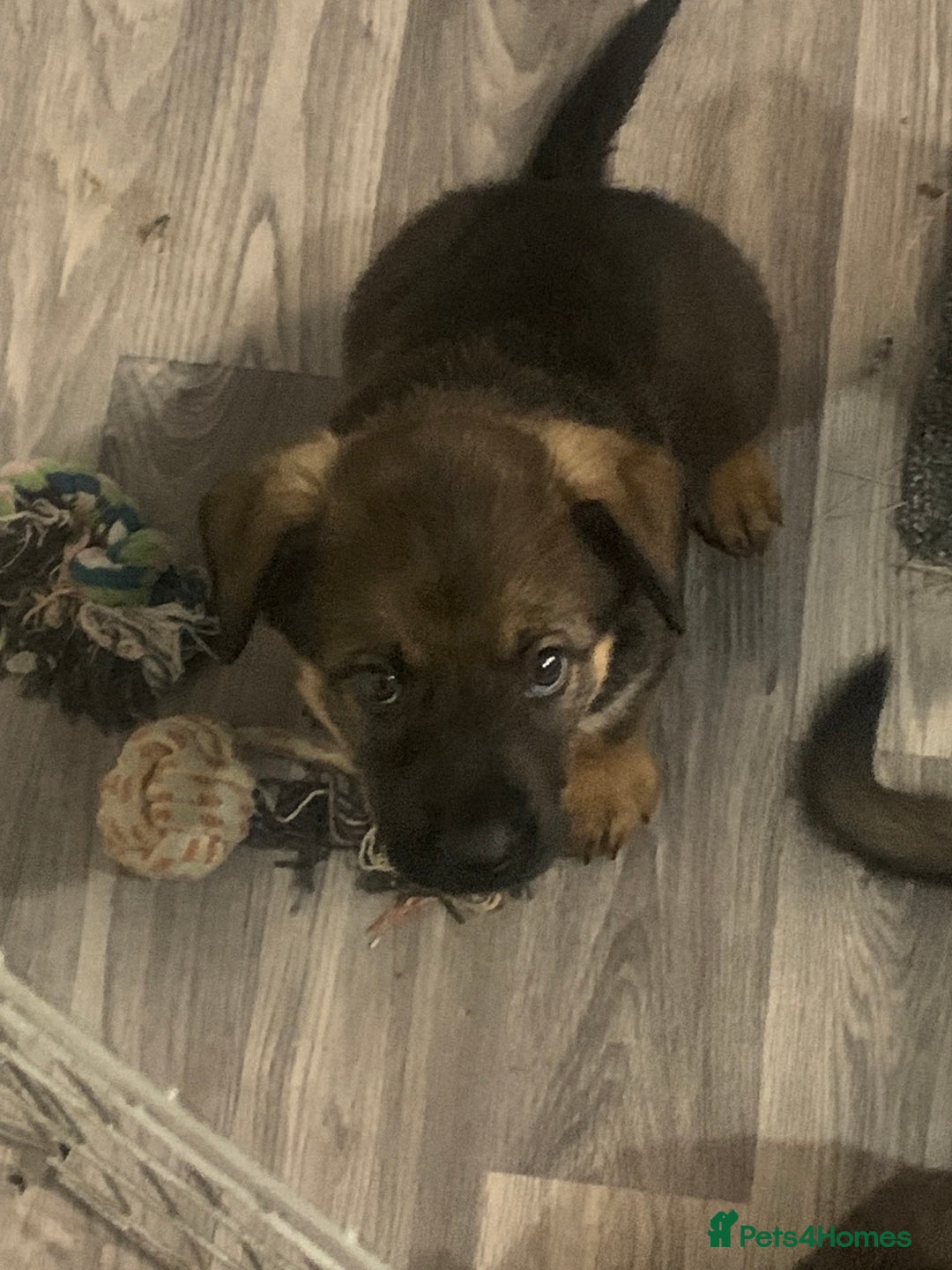 Mixed Breed dogs for sale: Mixed big family dogs  - Image 1
