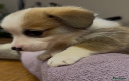 Welsh Corgi Pembroke dogs for sale: Bred type - welsh corgi - Image 1