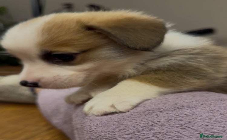 Welsh Corgi Pembroke dogs - Advert 1