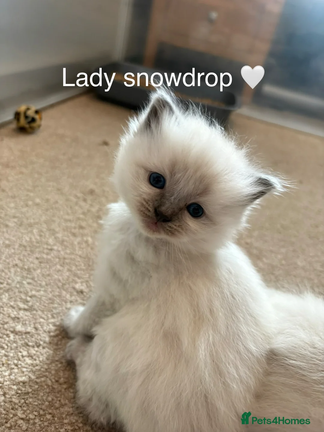 Ragdoll cats for sale: GCCF Registered - blue Ragdoll’s  in Stockport - Advert 2