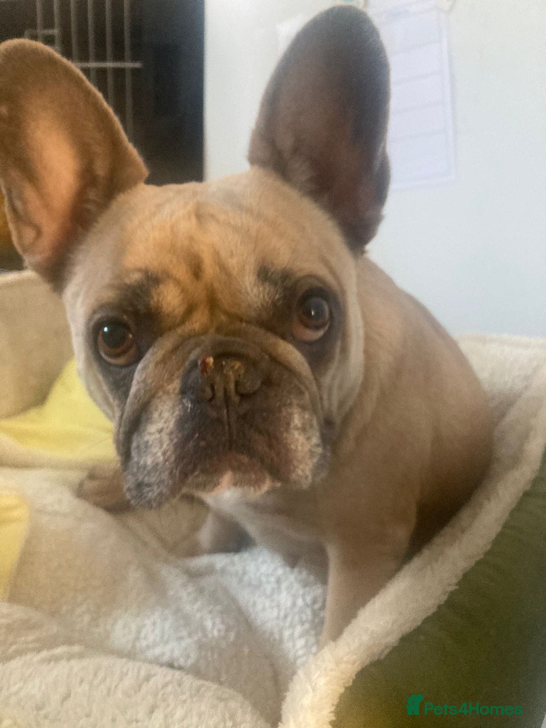 French Bulldog dogs for adoption: 💖DORA-Betrayed Many Times, But Still Loving💖 - Advert 2