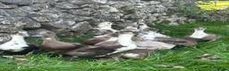 Ducks poultry for sale: Magpie / Runner Unsexed Ducklings  - Advert 4