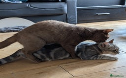 British Shorthair cats for stud: 💦CINNAMON BSH❣️GCCF & TICA active💙STUD 🩸Blood B - Image 19