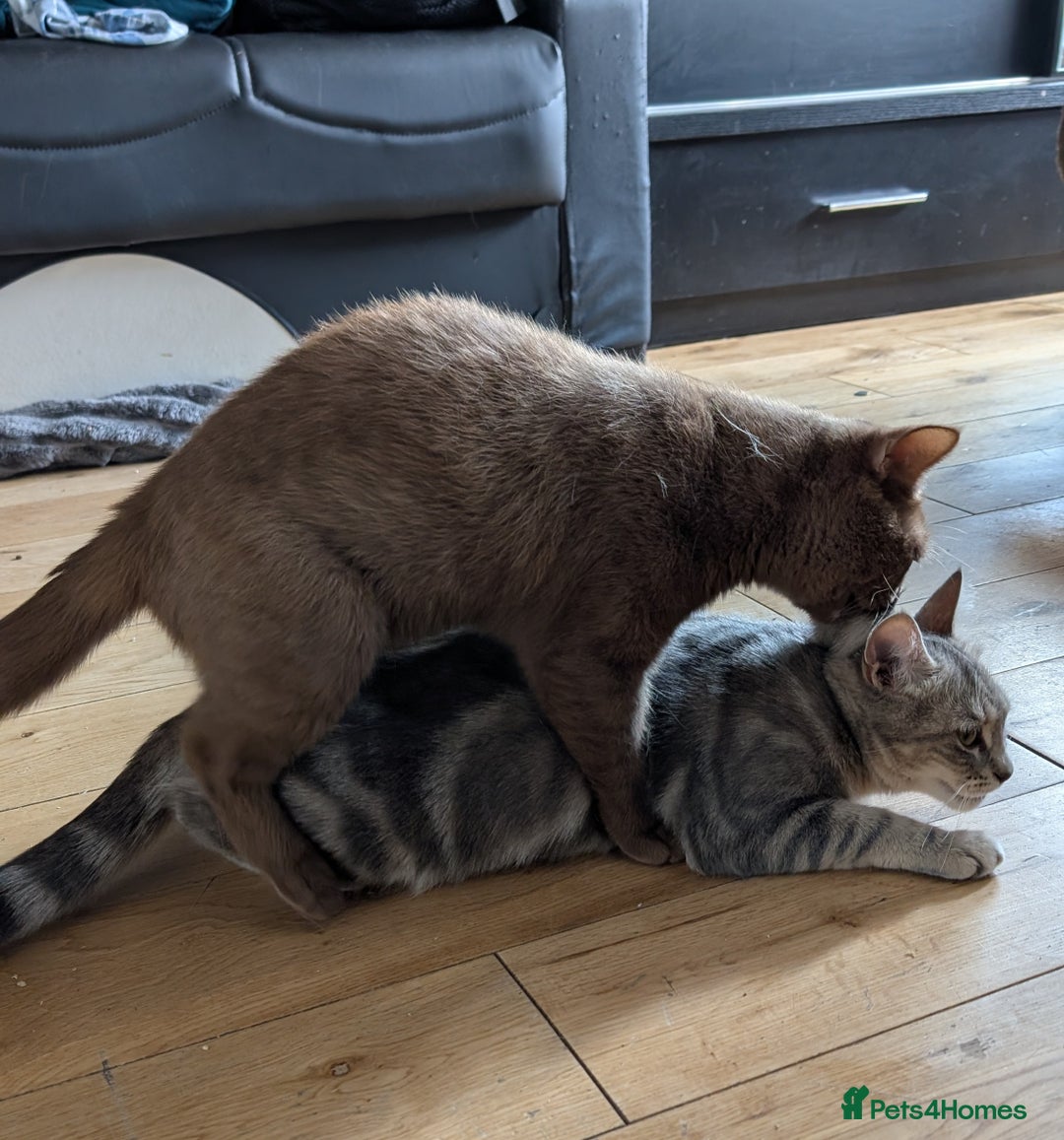 British Shorthair cats for stud: 💦CINNAMON BSH❣️GCCF & TICA active💙STUD 🩸Blood B - Image 19