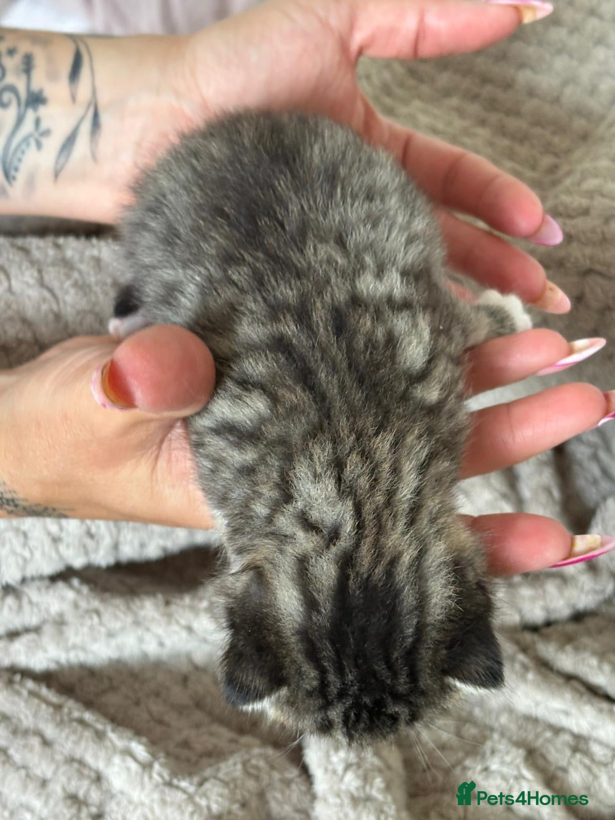 Mixed Breed cats for sale: Mixed Beautiful Girls  - Advert 15