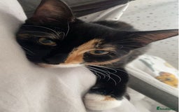 Mixed Breed cats for sale: Male and female neutered cat  - Image 5