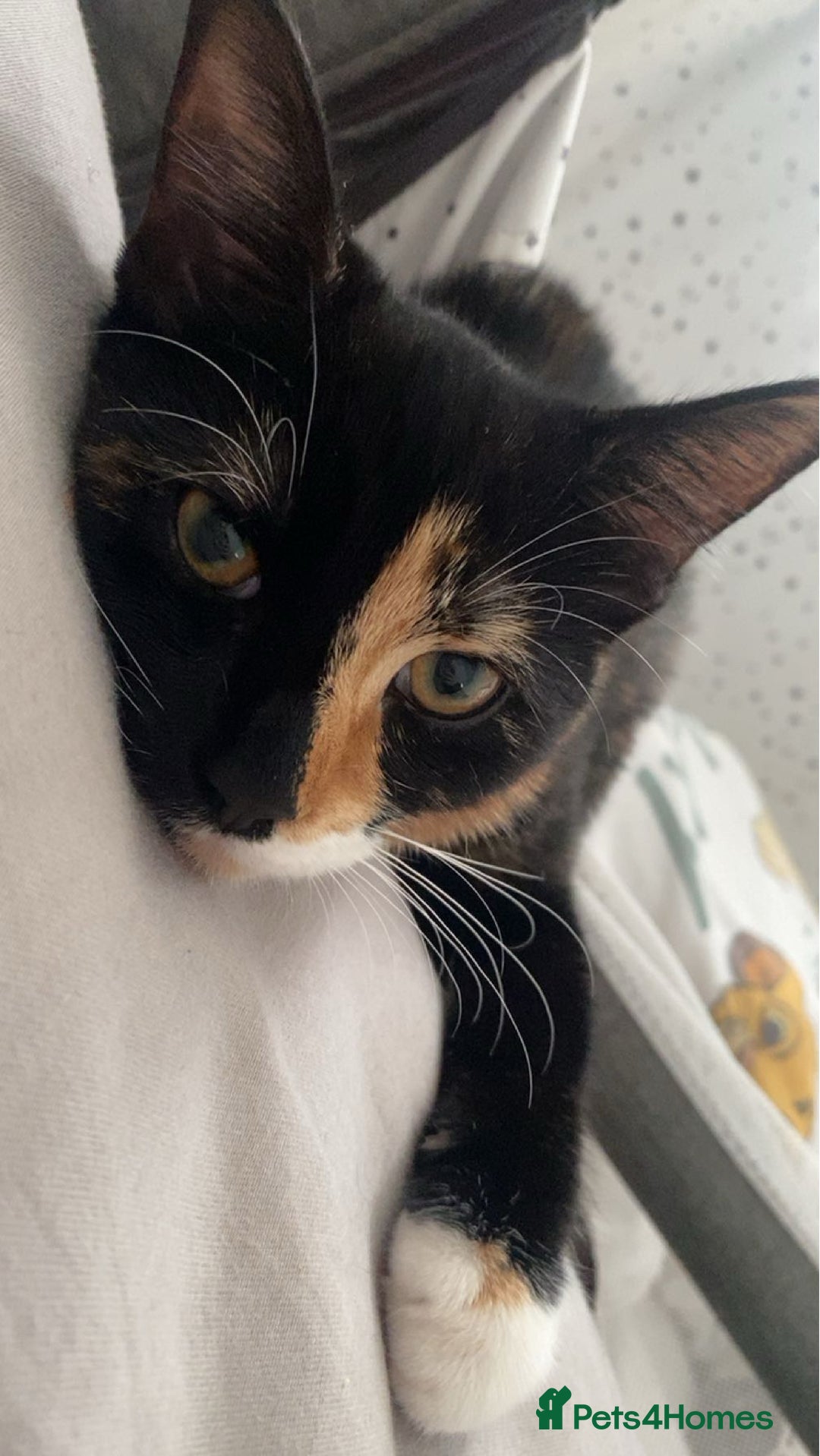 Mixed Breed cats for sale: Male and female neutered cat  - Image 5