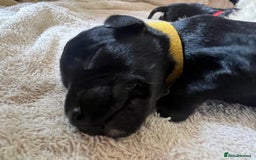 Miniature Schnauzer dogs for sale: Miniature Schnauzer Puppies - Image 19