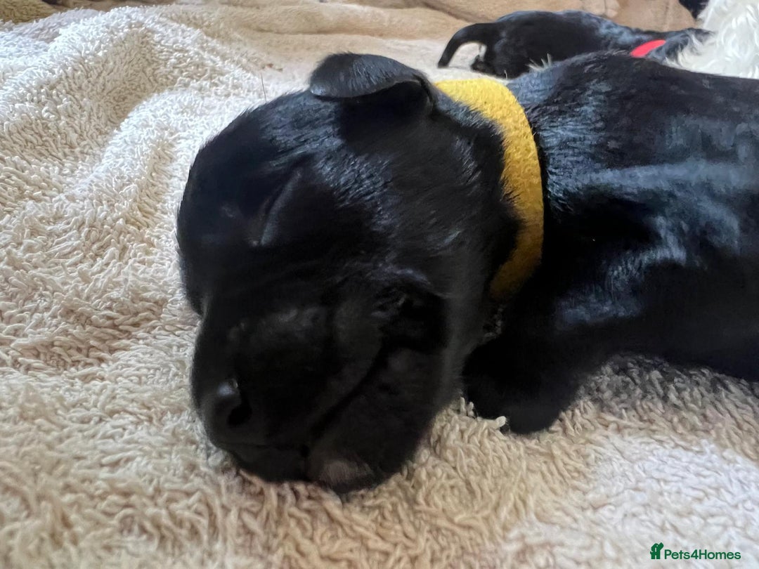Miniature Schnauzer dogs for sale: Miniature Schnauzer Puppies - Image 19