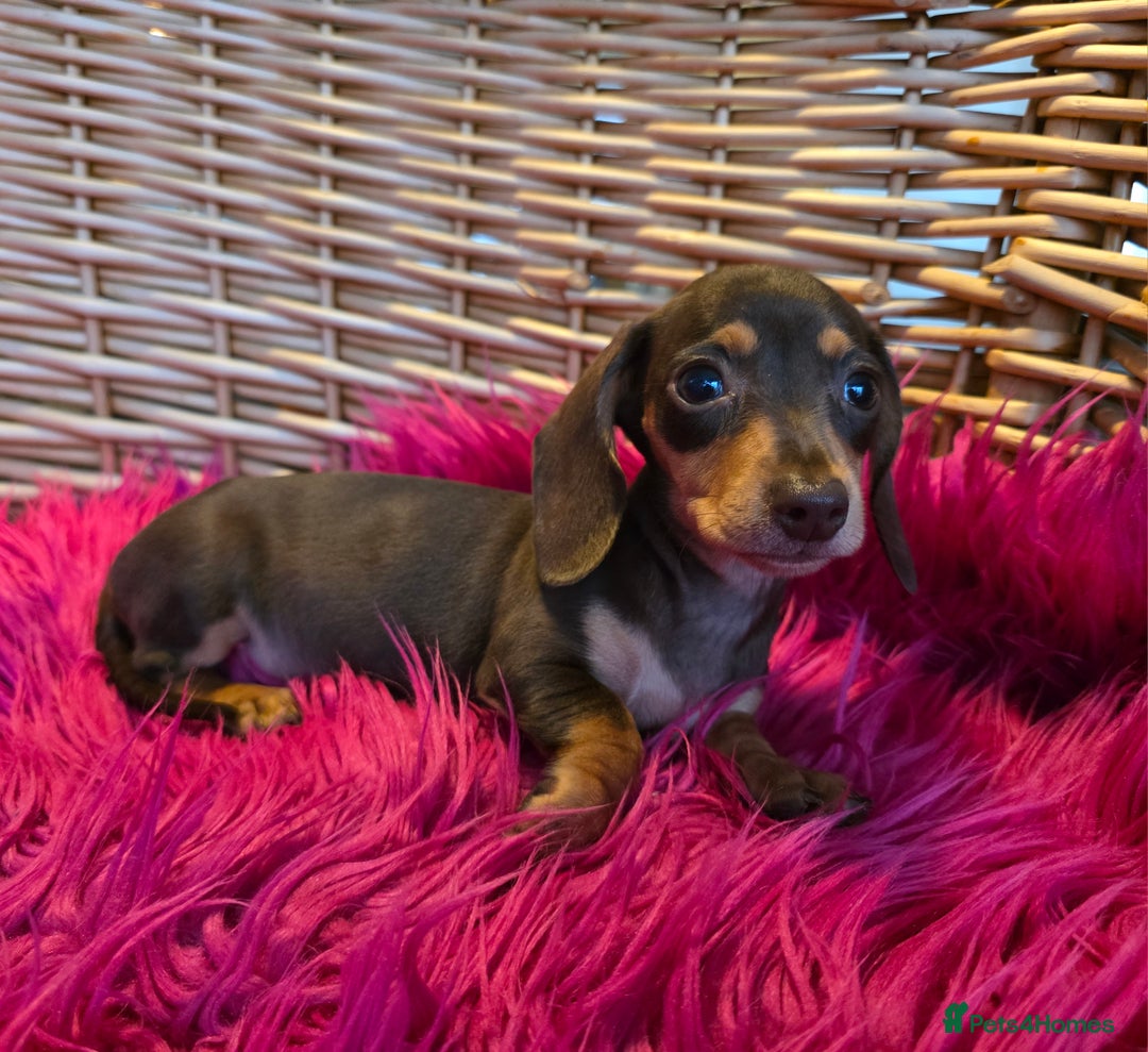 Miniature Dachshund dogs for sale: STUNNING KC pups. READY NOW. REDUCED  - Image 11