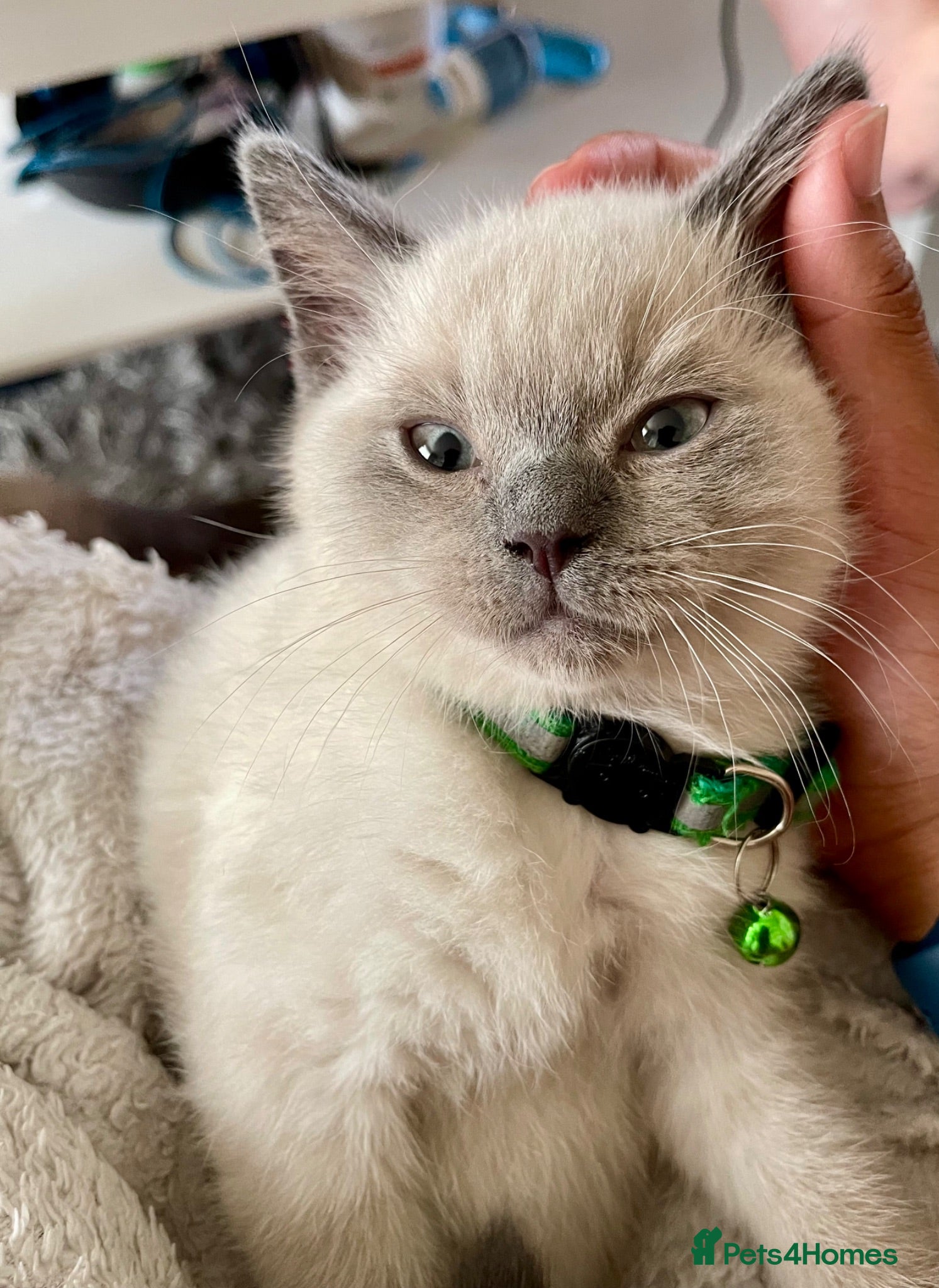 British Shorthair cats 💙 GCCF Blue Colourpoint BSH Kittens - Advert 1