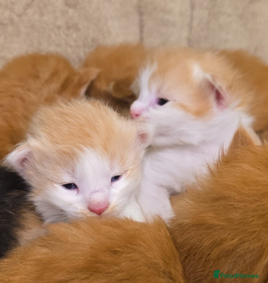 Maine Coon cats for sale: Rare red and white bicolor lMaincoon ready now  - Advert 30