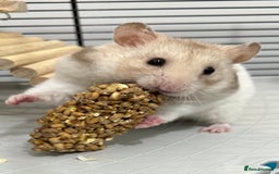 Hamster rodents for sale: Baby hamsters  - Image 10