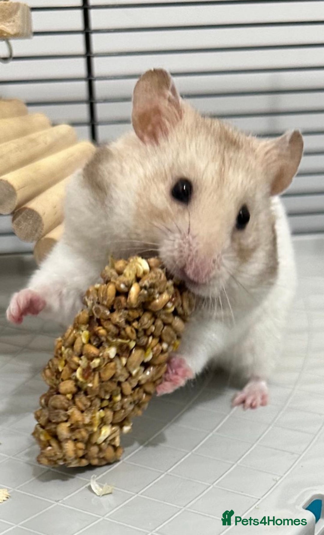 Hamster rodents for sale: Baby hamsters  - Image 10