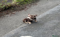 French Bulldog dogs for sale: Kc reg male ** rojo frenchie fluffy carrier - Image 4