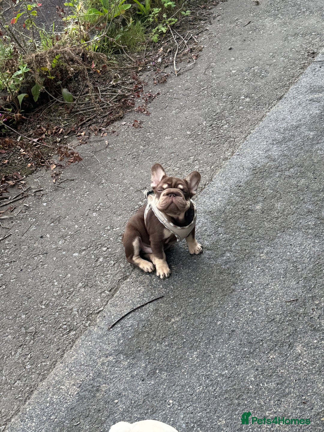 French Bulldog dogs for sale: Kc reg male ** rojo frenchie fluffy carrier - Image 4