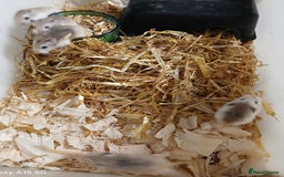 Hamster rodents for sale: Roborovski Hamsters Females   - Image 7