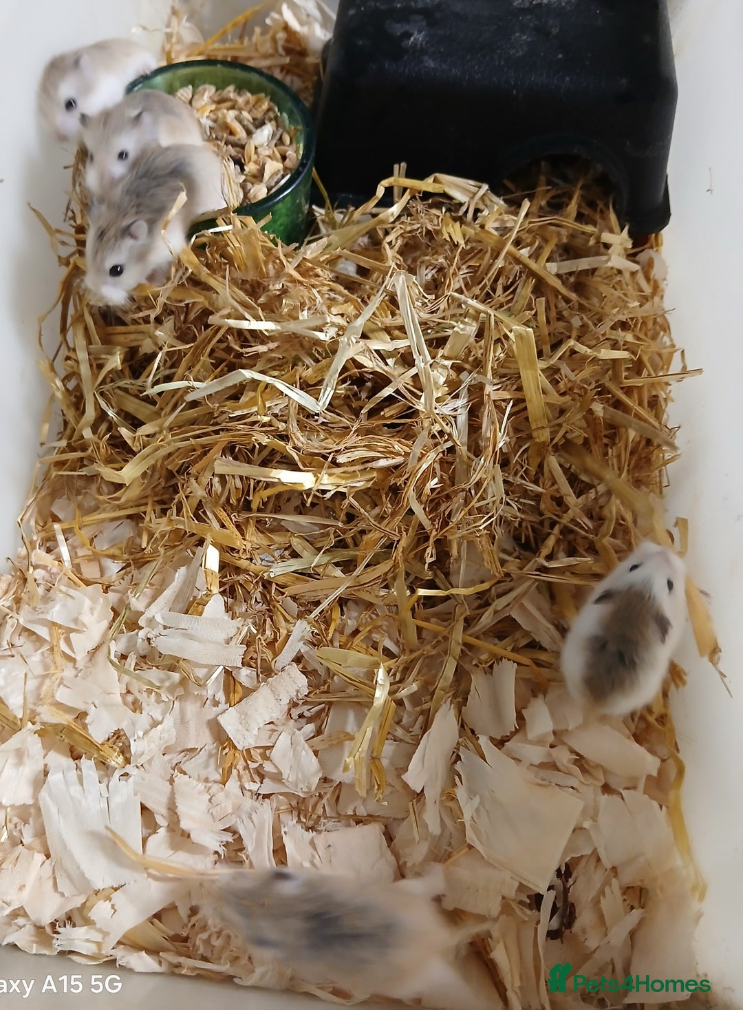 Hamster rodents for sale: Roborovski Hamsters Females   - Image 7